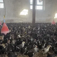 جوجه مرغ و خروس یک ماهه نژاد گلپایگان