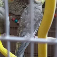 عروس هلندی ...|پرنده|مشهد, فرخد|دیوار