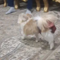 سگ گمشده|حیوانات|اصفهان, خانه اصفهان|دیوار