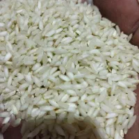 برنج و نیم دانه درشت عنبربو شوشتر|عمده‌فروشی|کارون, |دیوار