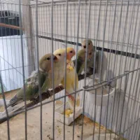 طوطی برزیلی|پرنده|همدان, |دیوار