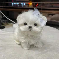 مالتیز سایز ریز|سگ|آستانه اشرفیه, |دیوار