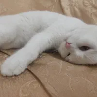 گربه اسکاتیش فولد|گربه|تبریز, |دیوار