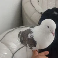 گم شده کفتر