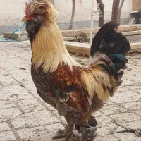 مرغ و خروس سلطان|حیوانات مزرعه|طرقبه, |دیوار