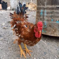 خروس جوان و مرغ تخم گذار