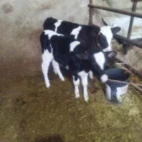 گاو شیری|حیوانات مزرعه|قزوین, |دیوار