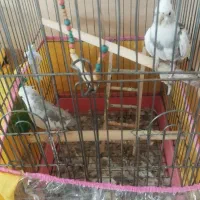 عروس هلندی وایت فیس با قفس وچال