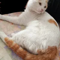 واگذاری گربه