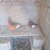 کبوتر سینه ای|پرنده|آذرشهر, |دیوار