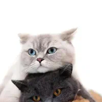 گربه گم شده