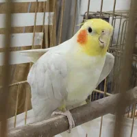 عروس هلندی یک ساله