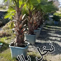 نهال درخت گل گلدان چنار گردو سرو کاج زیتون انجیر|گل و گیاه طبیعی|شیراز, رکن‌آباد|دیوار
