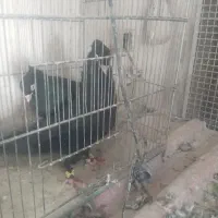 کفترابادانی|پرنده|برخوار, |دیوار