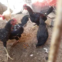 خروس رسمی|حیوانات مزرعه|رباط‌کریم, الارد|دیوار