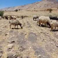 میش
