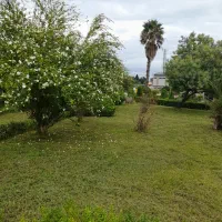 علف تراشی باغ و باغچه|خدمات باغبانی و درختکاری|رامسر, |دیوار