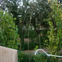 ماشین دربستی داخل شهرکسی خواست بیرون شهر مشهد