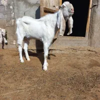 نربزگلابی اصل|حیوانات مزرعه|میانه, |دیوار