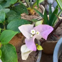 گل کاغذی شکوفه گیلاسی(Cherry Blossom)|گل و گیاه طبیعی|شیراز, شهرک بهشتی|دیوار