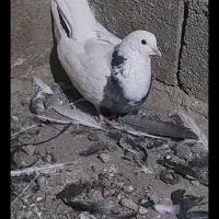 توقی|پرنده|کبودرآهنگ, |دیوار