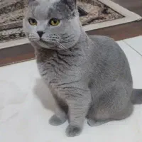 گربه اسکاتیش