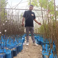 نهالستان پالیز نهال