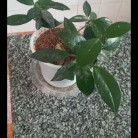 گل های آپارتمانی|گل و گیاه طبیعی|ملایر, |دیوار