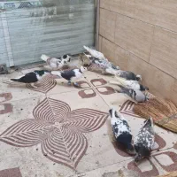 کفتر پرشی قلدور