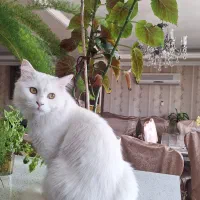 گربه پرشین اصیل