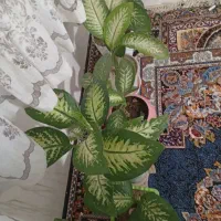 گل دیفن