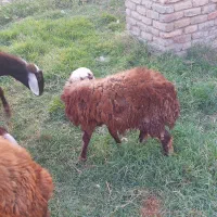 گوسفند بردار و گوسفند ابست توقلی وبره نر و بز|حیوانات مزرعه|آق قلا, |دیوار