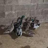 اردک وحشی کله سبز