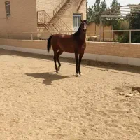 مادیون وارداتی پاسپورت لهستان|اسب و تجهیزات اسب‌سواری|یزد, |دیوار