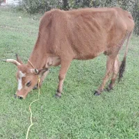 گاو گیل دورگ ۳ماه حامله|حیوانات مزرعه|رشت, حومه رشت|دیوار