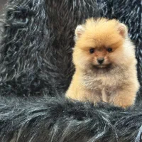 پامرانین خرسی و عروسکی اصیل|سگ|گرگان, |دیوار