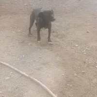 حیوانات سگ|سگ|یزدان شهر, |دیوار