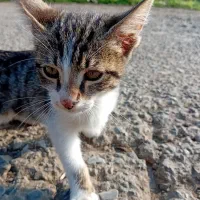 واگذار گربه برای خانواده|گربه|لوندویل, |دیوار