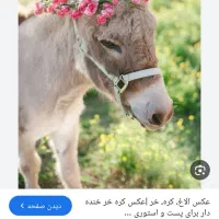 فروش شیر الاغ