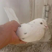 کفتر کبوتر