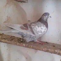 ماده خارجی|پرنده|ماکو, |دیوار