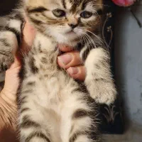 بچه گربه برتیش.اسکاتیش.فلت|گربه|میانه, |دیوار