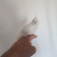 عروس هلندی آلبینو ماده