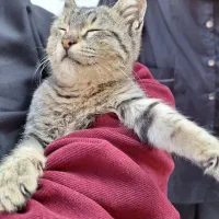 واگذاری رایگان|گربه|گرگان, |دیوار