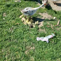 جوجه قو قاز