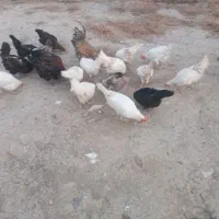 مرغ محلی