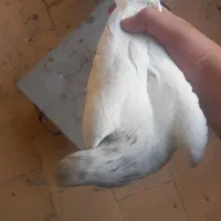 حیوانات|پرنده|فولادشهر, مسکن مهر فولادشهر|دیوار