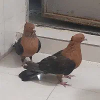 کبوتر ارشانگیل درجه یک به شرط