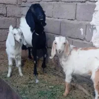 بز کره دوقلوزا
