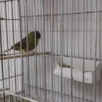 قناری گلستر نر